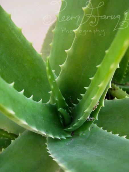 aloe