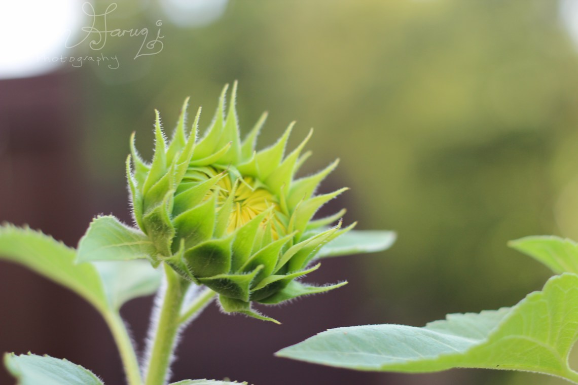 sunflower bud