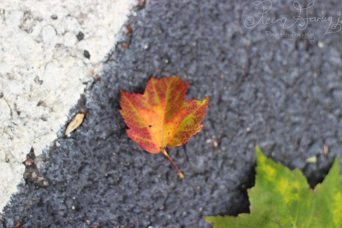 autumn leaf photography