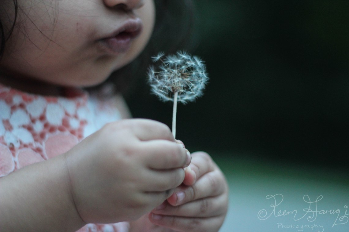 child blowing dandelion